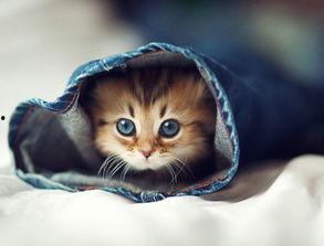 娱乐吃瓜酱替小猫赎身,娱乐吃瓜酱助力爱心行动